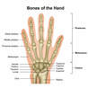 Bones of the Hand and Wrist: An In-Depth Exploration