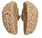 Human brain for sale