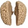 Human brain for sale