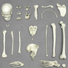 Real Human bones For Sale