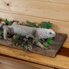 Taxidermy For Sale Cheap Online